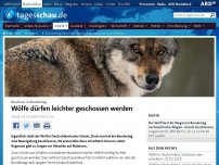 Bild zum Artikel: Bundestag soll leichteren Abschuss von Wölfen beschließen