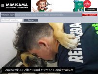 Bild zum Artikel: Feuerwerk & Böller: Hund stirbt an Panikattacke!