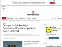 Bild zum Artikel: Bielefeld: Dringend Hilfe benötigt: Entlaufene Hündin irrt panisch durch Bielefeld