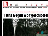 Bild zum Artikel: 1. Kita wegen Wolf geschlossen - Angst in Dithmarschen! Gemeinde rät: Wald meiden