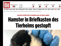 Bild zum Artikel: Tierquälerei - Hamster in Briefkasten des Tierheims gestopft
