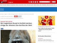 Bild zum Artikel: Krefeld - Zoobrand in Krefeld: Diese Tiere starben in den Flammen