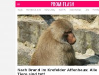 Bild zum Artikel: Nach Brand im Krefelder Affenhaus: Alle Tiere sind tot!