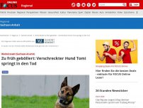 Bild zum Artikel: Wolmirstedt - Zu früh geböllert: Verschreckter Hund Tomi springt in den Tod