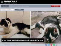 Bild zum Artikel: Kein Fake: Unbekannter verstümmelt Katzen