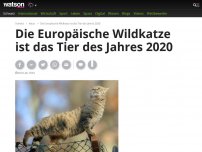 Bild zum Artikel: Die Europäische Wildkatze ist das Tier des Jahres 2020