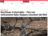 Bild zum Artikel: Buschfeuer in Australien – Foto von verbranntem Baby-Känguru schockiert die Welt