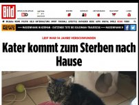 Bild zum Artikel: Leif kam zum Sterben nach Hause - Der Katzenjammer von Karlstein
