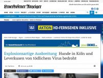 Bild zum Artikel: Explosionsartige Ausbreitung: Hunde in Köln und Leverkusen von tödlichem Virus bedroht