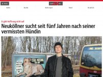Bild zum Artikel: Neuköllner sucht seit fünf Jahren nach seiner vermissten Hündin