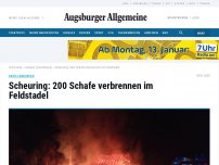 Bild zum Artikel: Scheuring: 200 Schafe verbrennen im Feldstadel