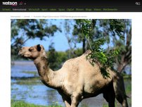 Bild zum Artikel: Weitere Opfer der Dürre: In Australien müssen 10'000 Kamele geschossen werden