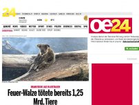 Bild zum Artikel: Feuer-Walze tötete bereist 1,25 Mrd. Tiere