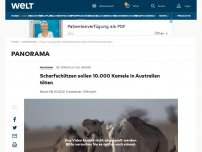 Bild zum Artikel: Scharfschützen sollen 10.000 Kamele in Australien töten