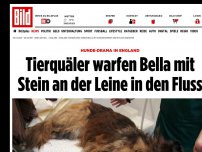 Bild zum Artikel: Hunde-Drama in England - Tierquäler warfen Bella mit Stein an der Leine in Fluss