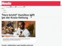 Bild zum Artikel: 300.000 € gespendet: 'Herz bricht!' Hamilton hilft bei der Koala-Rettung