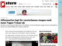 Bild zum Artikel: Frankfurter Zoo: Affenmutter legt ihr verstorbenes Junges nach neun Tagen Trauer ab