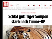 Bild zum Artikel: Bergzoo Halle trauert - Schlaf gut! Tiger Sompon starb nach Tumor-OP
