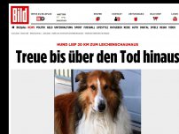 Bild zum Artikel: Hund lief zum Leichenschauhaus - Treue bis über den Tod hinaus
