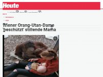 Bild zum Artikel: Wiener Orang-Utan-Dame 'beschützt' stillende Mama