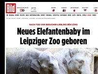 Bild zum Artikel: Nach Tod von Bên Lòng - Neues Elefantenbaby im Leipziger Zoo geboren