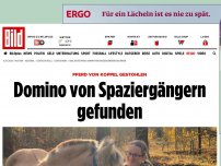 Bild zum Artikel: Von Koppel gestohlen - 1500 Euro auf Fjordpferd Domino ausgesetzt