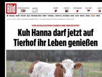 Bild zum Artikel: Vor Schlachthof geflüchtet - Kuh „Hanna“ darf auf Tierhof ihr Leben genießen