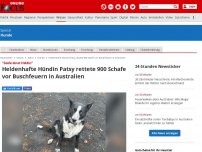 Bild zum Artikel: 'Seele einer Heldin' - Heldenhafte Hündin Patsy rettete 900 Schafe vor Buschfeuern in Australien