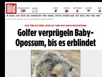 Bild zum Artikel: Kein Jahr alt - Golfer verprügeln Baby- Opossum, bis es erblindet