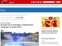 Bild zum Artikel: Polizei sucht Zeugen - Brutale Tat in Thüringen: Unbekannter Tierquäler ersticht Pferd