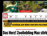 Bild zum Artikel: Trauer um Leipziger Giraffenbullen - Das Herz! Zooliebling Max stirbt mit 24 Jahren