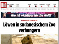 Bild zum Artikel: Einer starb am Montag - Löwen in sudanesischem Zoo verhungern