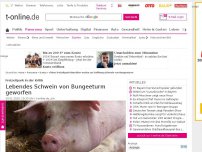 Bild zum Artikel: China: Freizeitpark-Betreiber werfen zur Eröffnung Schwein von Bungeeturm