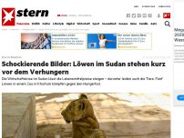 Bild zum Artikel: Zoo in Khartum: Schockierende Bilder: Löwen im Sudan stehen kurz vor dem Verhungern