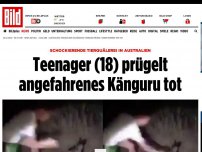 Bild zum Artikel: Tierquälerei in Australien - Teenager (18) prügelt angefahrenes Känguru tot