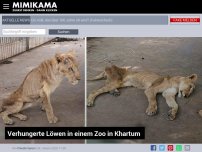 Bild zum Artikel: Verhungerte Löwen in einem Zoo in Khartum