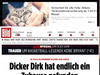 Bild zum Artikel: 10-Kilo-Kater aus Köln - Dicker Dirk hat endlich ein Zuhause gefunden