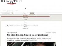 Bild zum Artikel: So elend leben Sauen in Deutschland