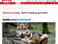 Bild zum Artikel: Behörde bestätigt: Wolf in Hamburg gesichtet!