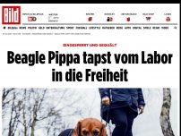 Bild zum Artikel: Eingesperrt und gequält - Beagle Pippa tapst vom Labor in die Freiheit