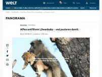 Bild zum Artikel: Affen entführen Löwenbaby – und posieren damit