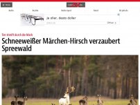 Bild zum Artikel: Schneeweißer Märchen-Hirsch verzaubert Spreewald