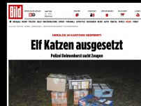 Bild zum Artikel: Herzlos in Kartons gesperrt! - Elf Katzen ausgesetzt