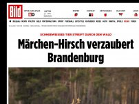 Bild zum Artikel: Schneeweißes Tier - Märchen-Hirsch verzaubert Brandenburg