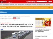 Bild zum Artikel: Rastede - Mit einer Maschinenpistole: Polizei erschießt Hund mitten auf der Autobahn