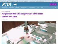 Bild zum Artikel: Aufgeschnitten und vergiftet: So sehr leiden Ratten im Labor