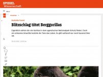 Bild zum Artikel: Blitzschlag tötet Berggorillas