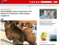 Bild zum Artikel: Lagen in einem Karton - Spaziergänger hatte sie gefunden: Vier Welpen an Tankstelle in Eberswalde ausgesetzt