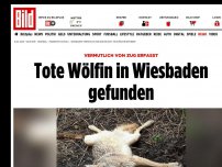 Bild zum Artikel: Vermutlich von Zug erfasst - Tote Wölfin in Wiesbaden gefunden