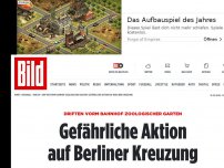 Bild zum Artikel: Vorm Zoologischen Garten - Lebensgefährliche Aktion auf Berliner Kreuzung